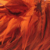 Orange Saddle Hackle