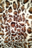 White Snow Leopard Fur