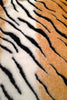 Tiger Fur